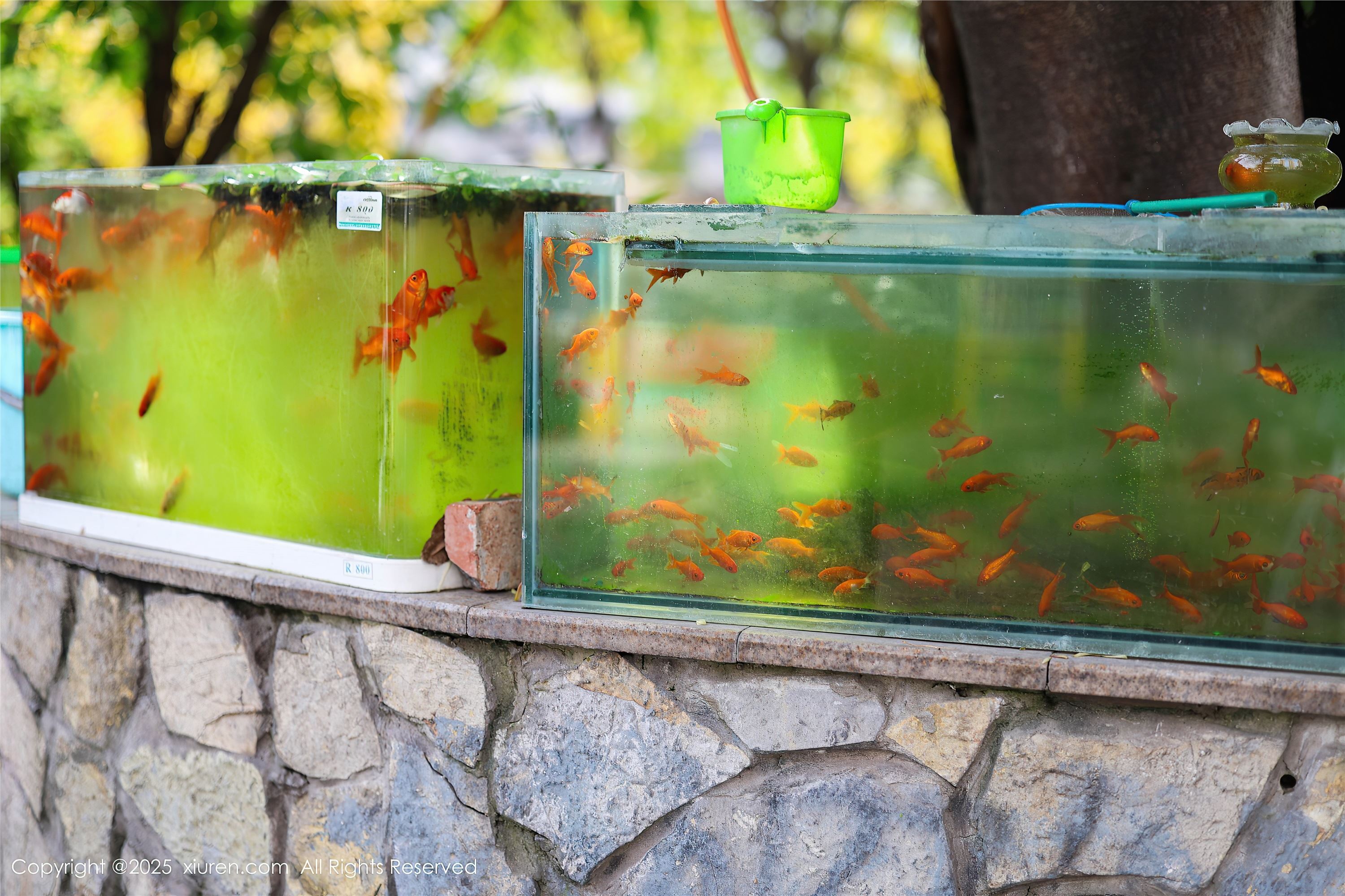 Xiuren秀人网 2025.05.08 NO.10247 茂木希子